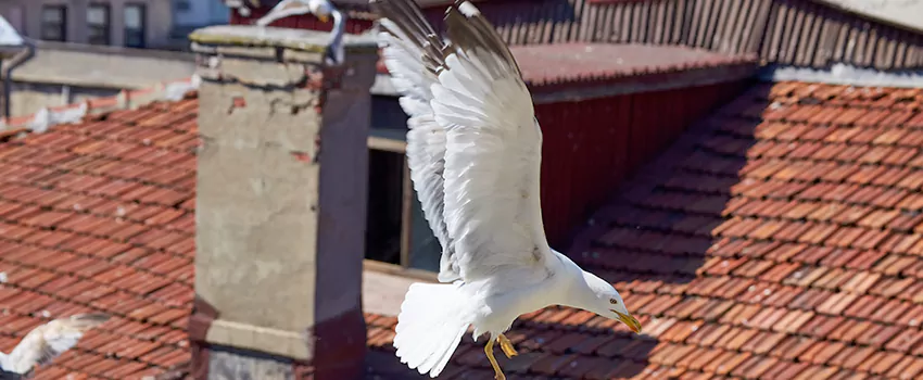Residential Chimney Animal Removal Solution in Ashwaubenon, WI