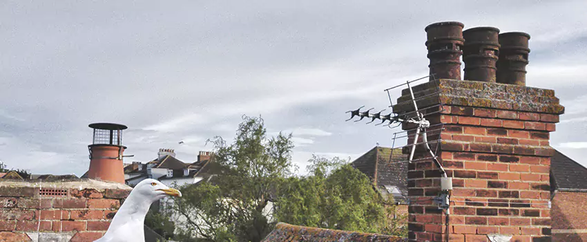 Chimney Cleaning And Restoration in Ashwaubenon, Wisconsin